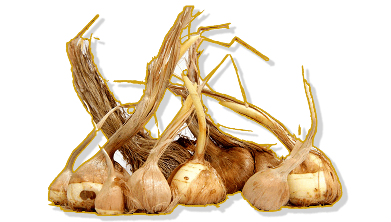 تصویر پیاز-زعفران-زعفران همنان